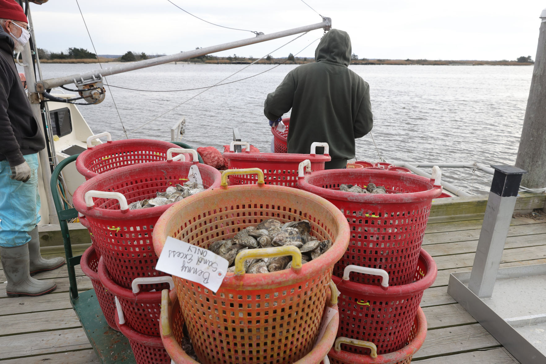 Oysters